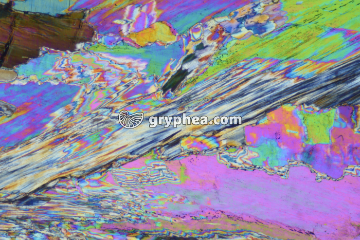 Gypse LPA x10 - gryphea.com